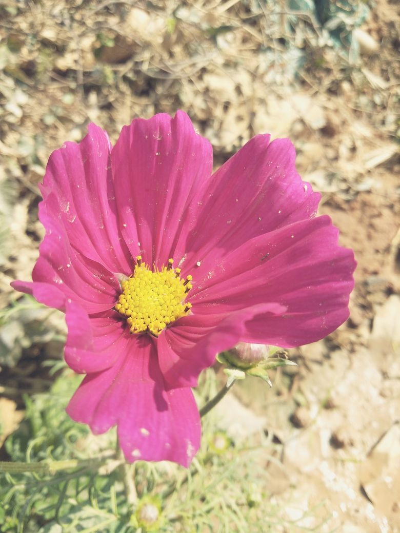 芸儿（四川幺妹儿）的主播照片