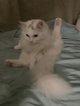 局外人ase主播照片