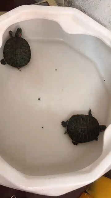 我养的两只小🐢乌龟