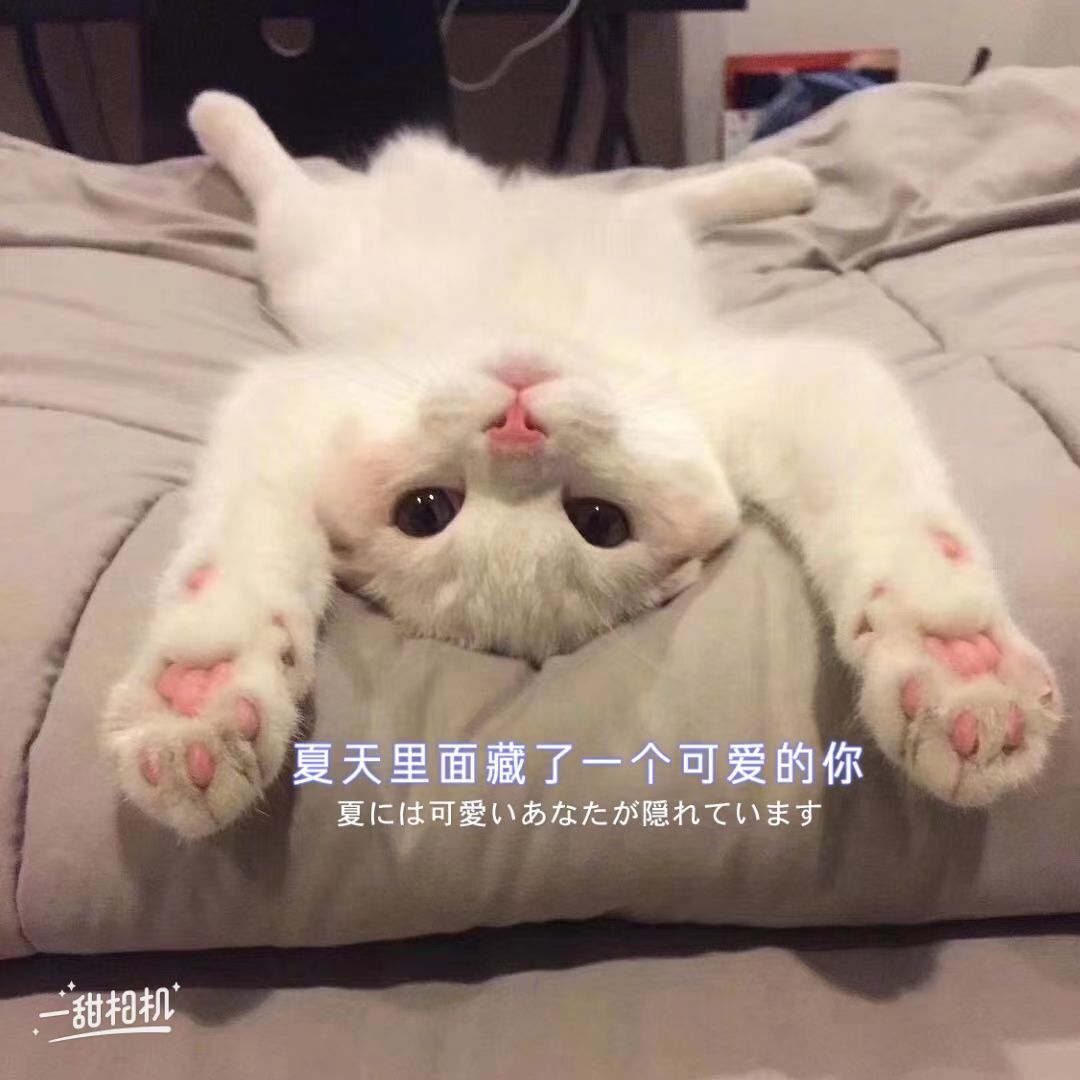 夏开心的图片
