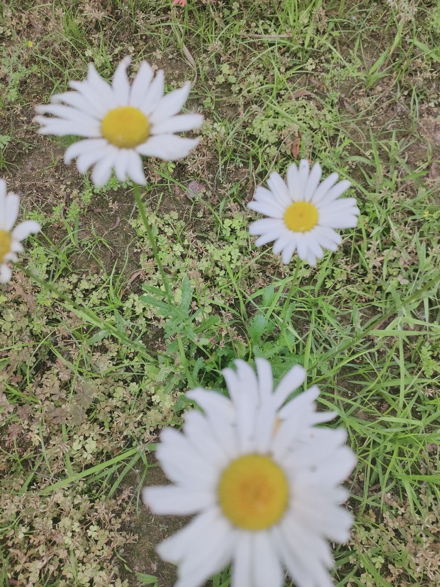婷婷💕感恩有你陪伴的图片