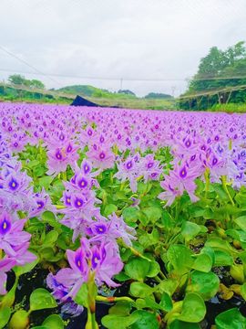 ♫天使じ♫团团主播照片