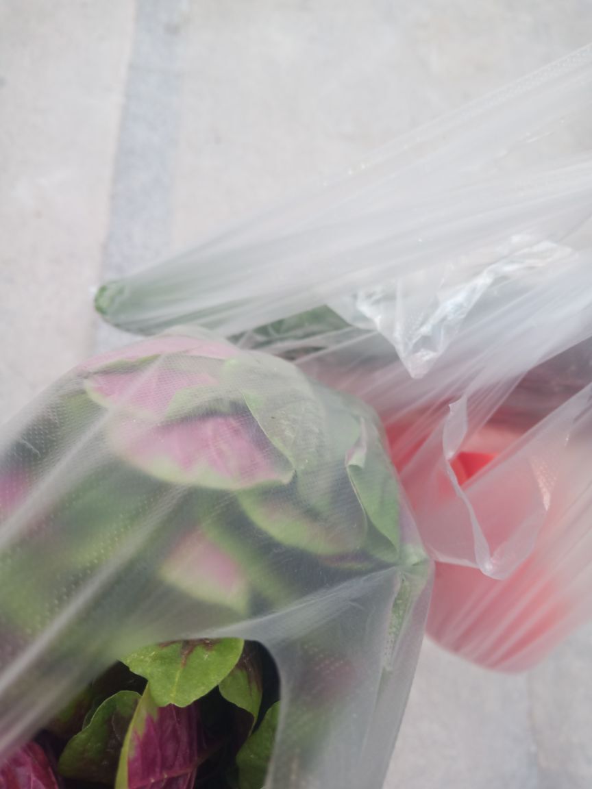 果果(平安好运)的图片