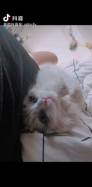 点歌交友互动撸布偶猫