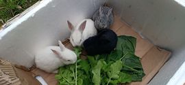 三妹在农村主播照片