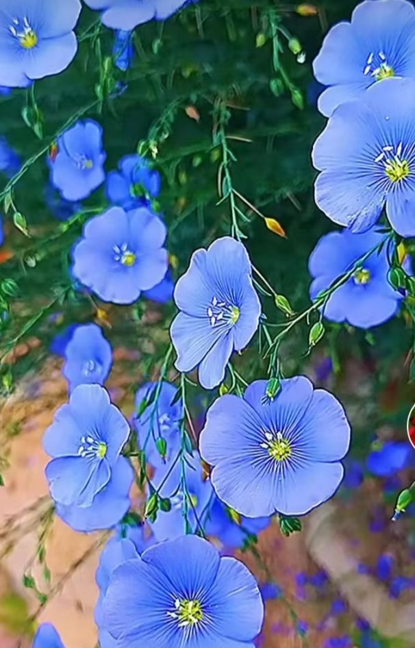 婷婷💕感恩有你陪伴的图片
