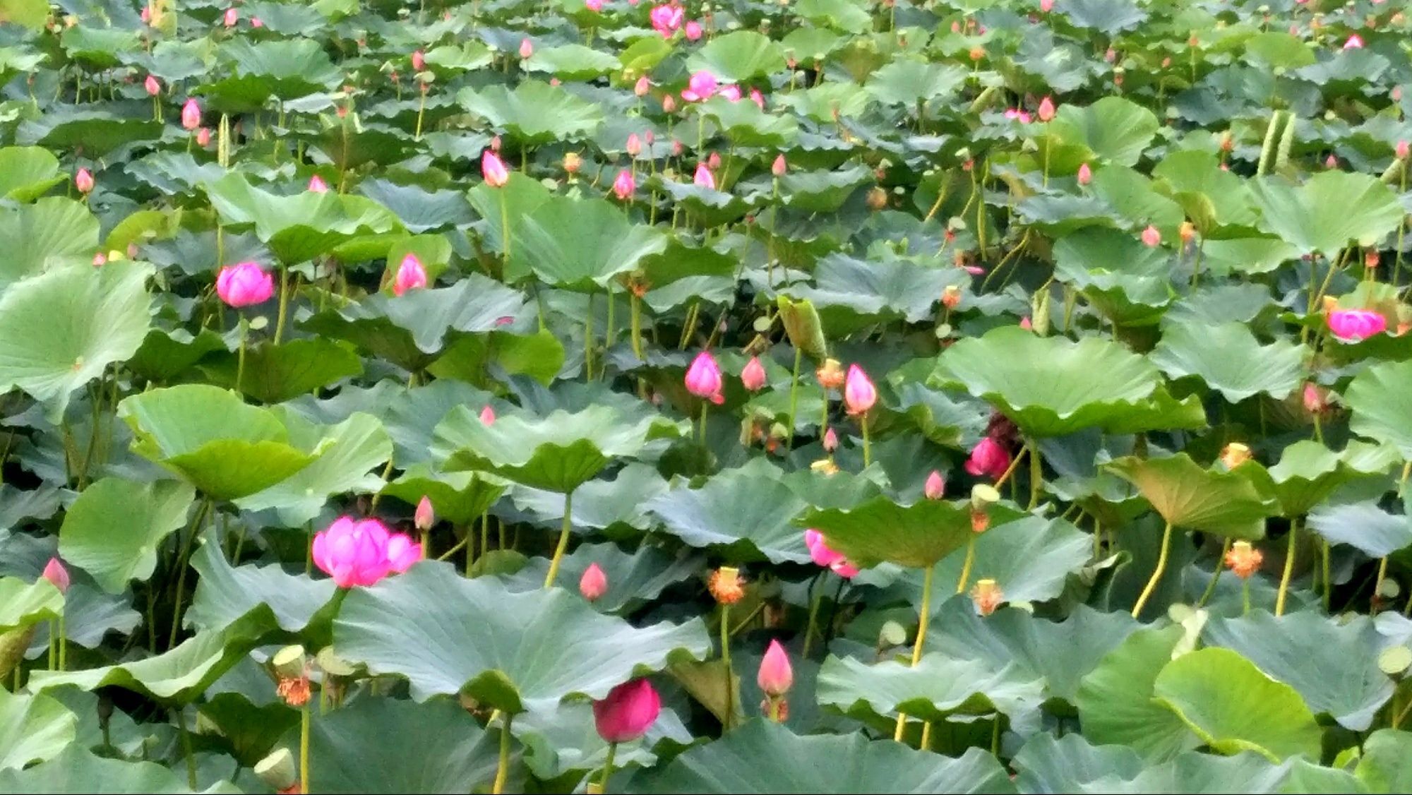 金麒麟🎤好运连连的图片