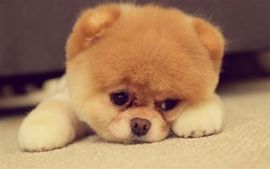ღ瑋玮主播照片