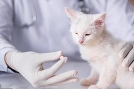 小奶猫谢谢哥哥们主播照片