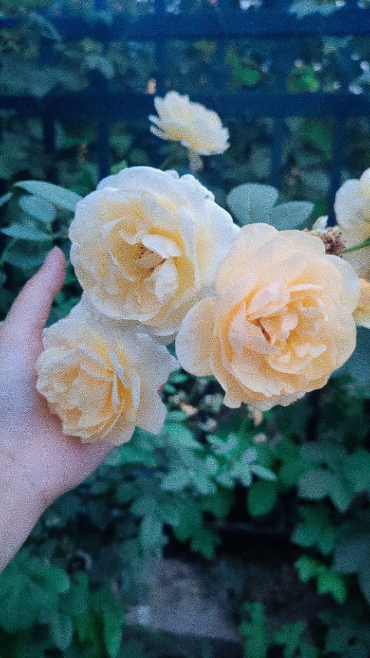 婷婷💕感恩有你陪伴的图片