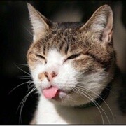 懶貓貓🐱