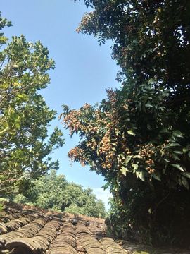 六月皮皮贪财还好色主播照片