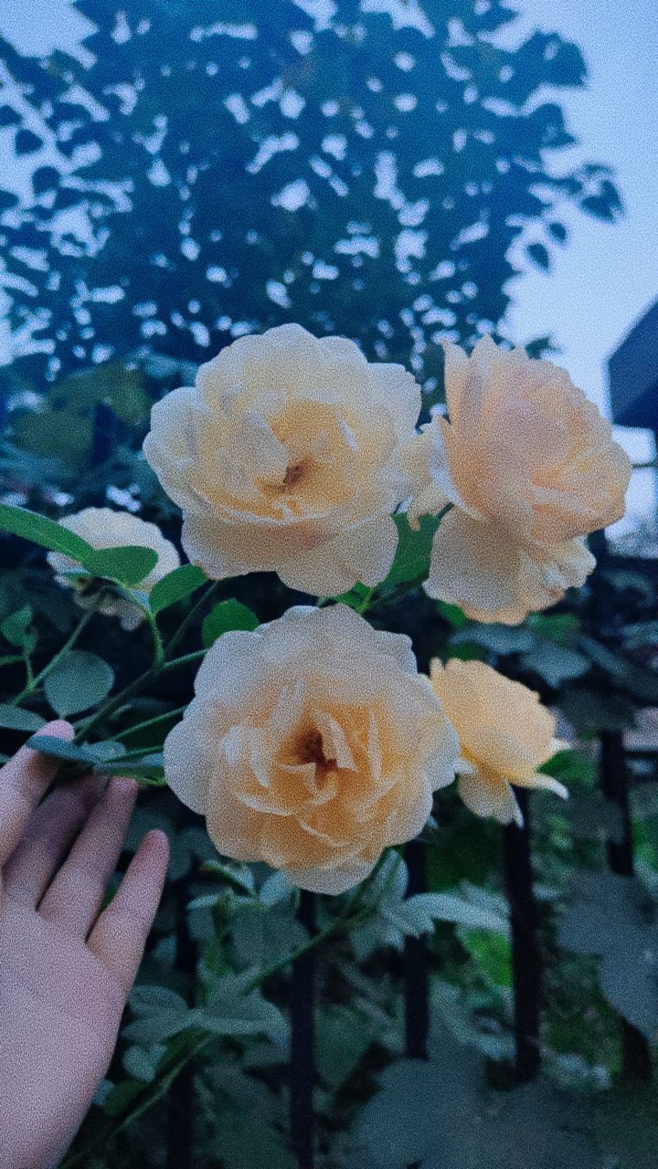 婷婷💕感恩有你陪伴的图片