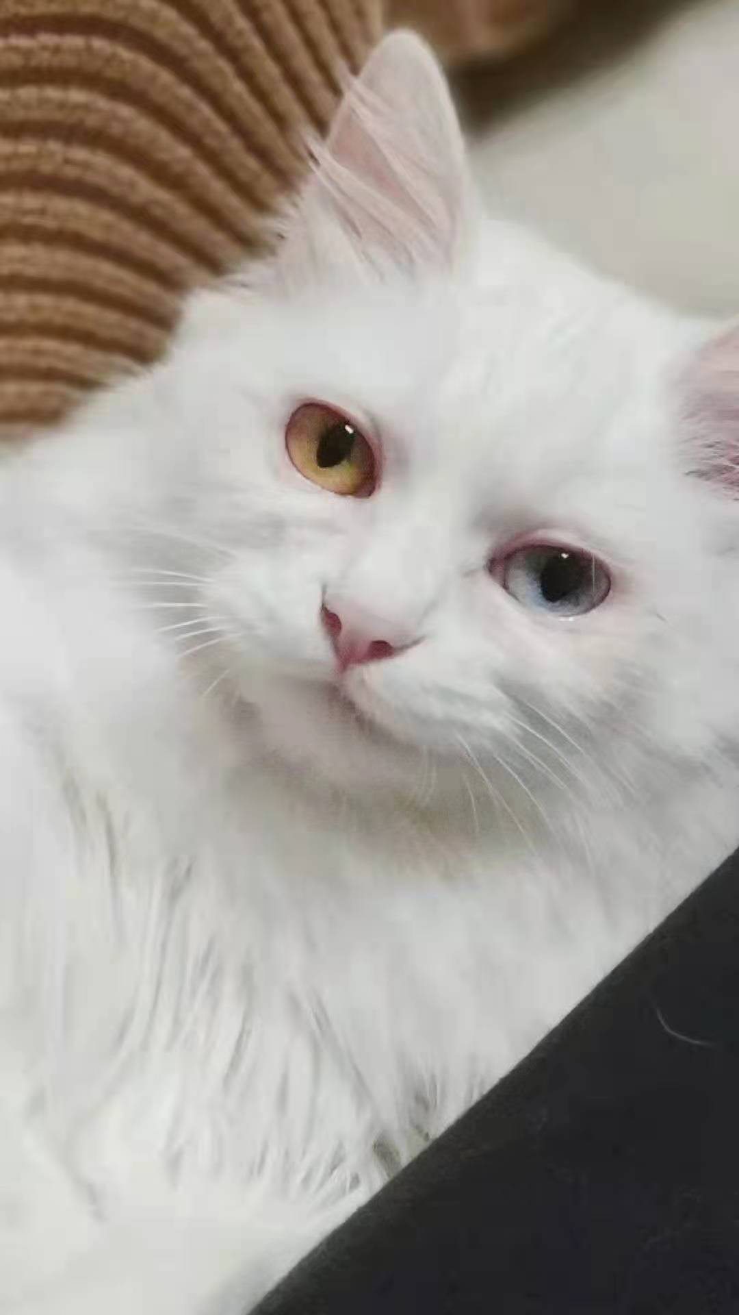 雨閣汽貿(mào)?李先生.的主播照片