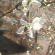 茉莉家大总管