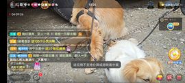 别了，聊聊天主播照片