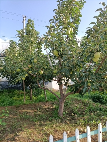 🍎艳ル🍎的主播照片