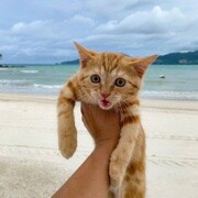 小巴困了