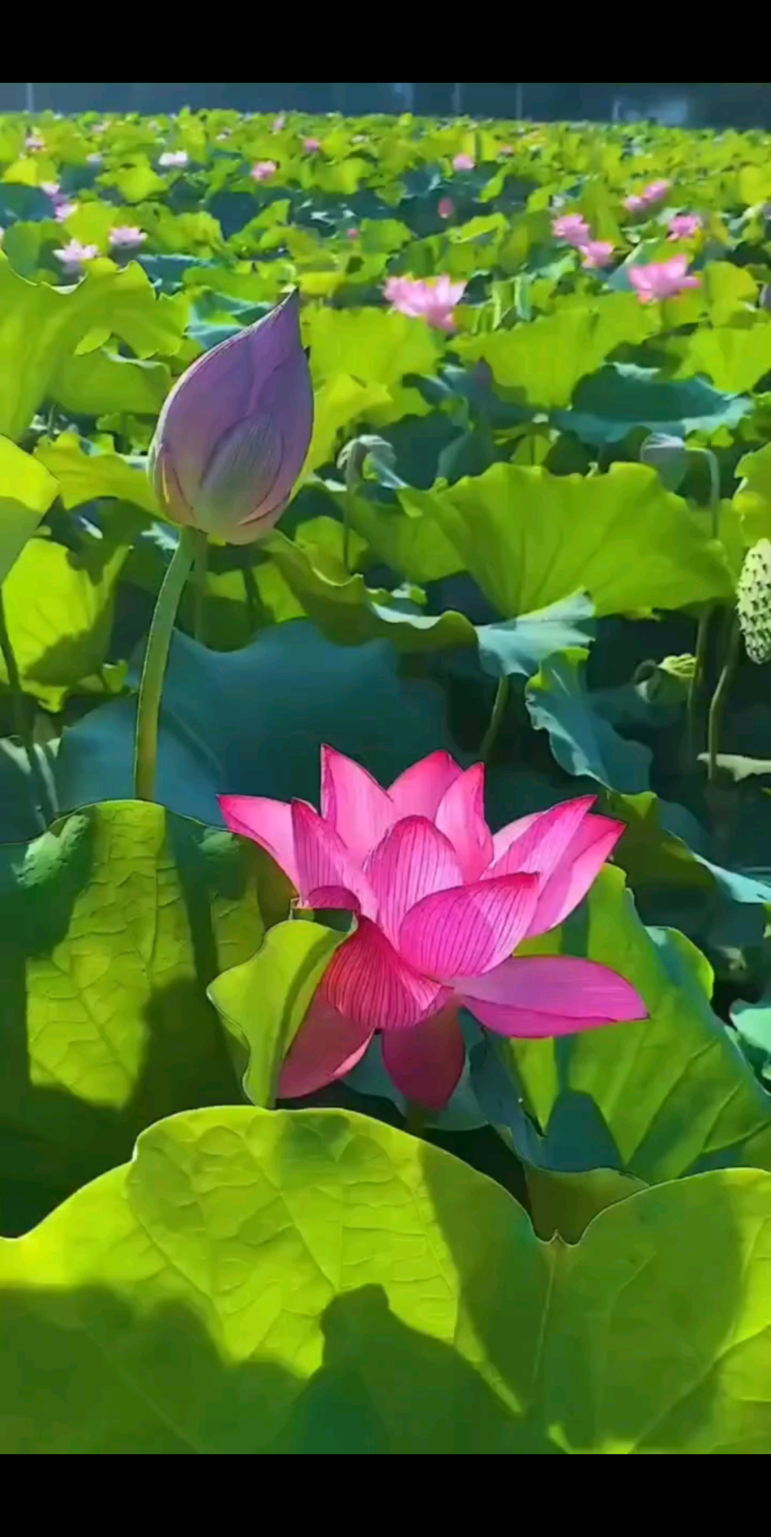 早安