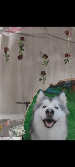 花无缺的故事结束啦主播照片