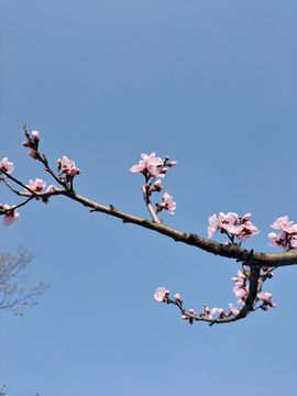素雅依依暂休主播照片