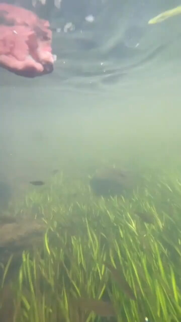 野鸭水下捕食