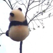 .小黑仔.