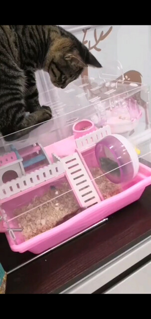 猫和老鼠