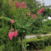 连信用户86d04