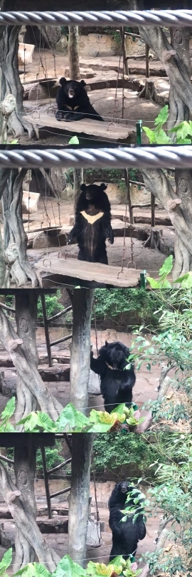 槑呆槑槑呆槑🐼的主播照片