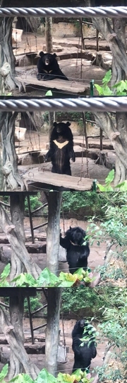 槑呆槑槑呆槑🐼主播照片