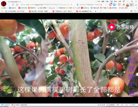 保利哥主播照片