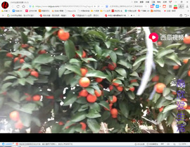 保利哥主播照片