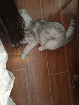 👑䒕暖宝好运旺旺旺主播照片