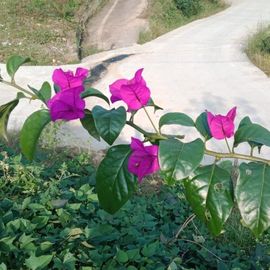 [阿祥哥]👫主播照片