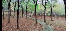 小芳，🌸减肥打卡的图片