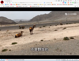保利哥主播照片