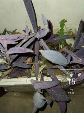 H红叶主播照片
