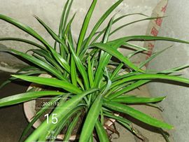 H红叶主播照片