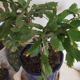 沈阳五姐主播照片