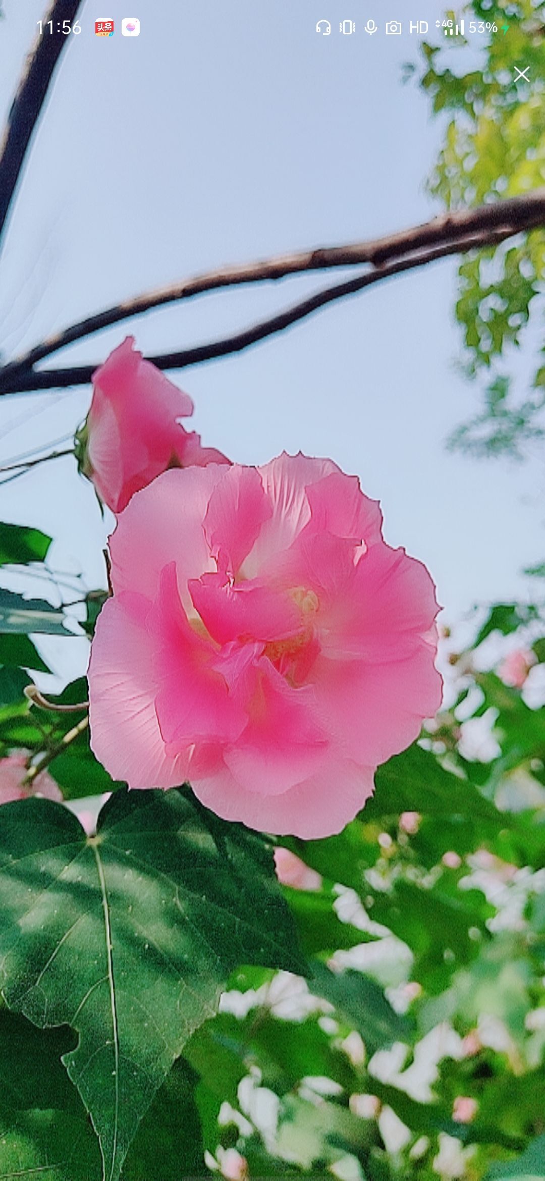 婷婷💕感恩有你陪伴的图片