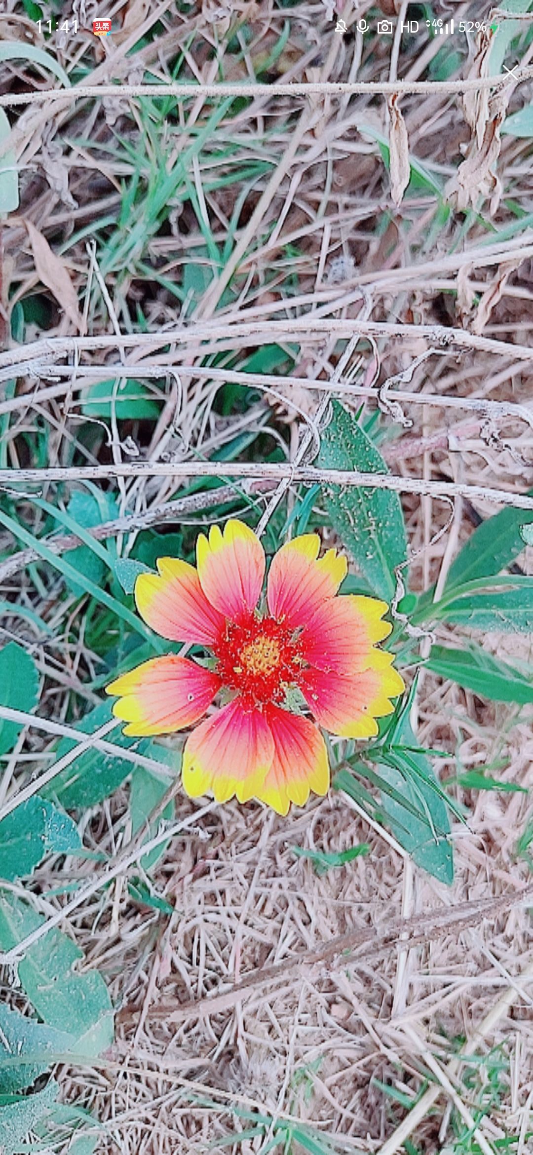 婷婷💕感恩有你陪伴的图片