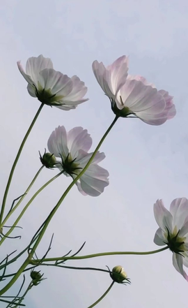 დ释怀დ主播照片