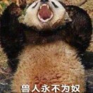 狗菜nice