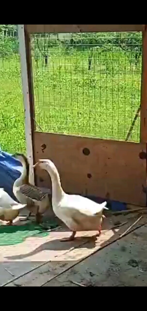 /狂笑