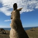 奔向南方的狼海报