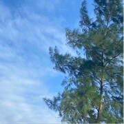 一棵大树呦