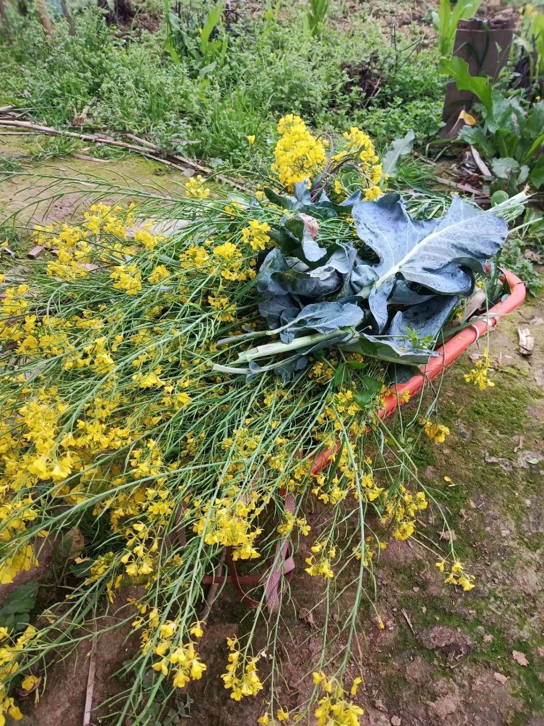 果果(平安好运)的图片