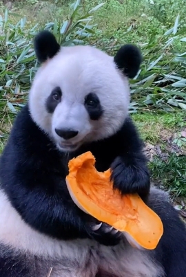 甜蜜未来乐在心怀主播照片