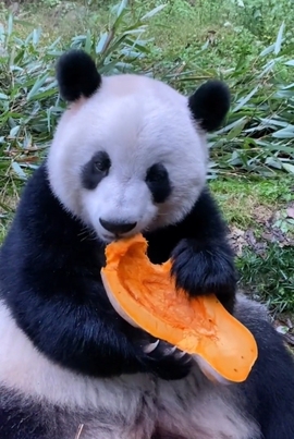 甜蜜未来乐在心怀主播照片